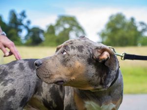 Supporting image for story: Ministers set to work out American XL bully dogs ban after PM pledge