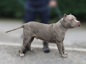 Supporting image for story: Owners of XL Bully dogs have until noon today to apply for Certificate of Exemption