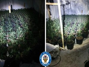 Supporting image for story: Police shut down cannabis factory worth £500,000 in Birmingham
