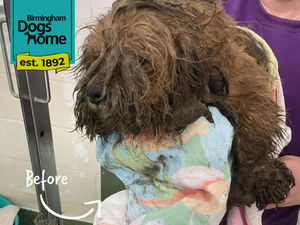 Supporting image for story: Dog 'dumped' on cold night seemingly changes colour after being rescued