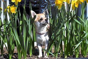 Supporting image for story: Pampered toy pooches in Stafford show - in pictures and video