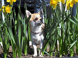 Supporting image for story: Pampered toy pooches in Stafford show - in pictures and video