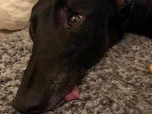 Supporting image for story: Owner of dog which died after being run over thanks public for support