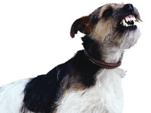 Supporting image for story: Thousands of Sandwell residents complain over neighbours