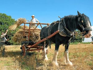 Supporting image for story: Call for council to support under-threat Acton Scott Working Farm