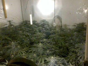 Supporting image for story: Man arrested over Telford cannabis farm