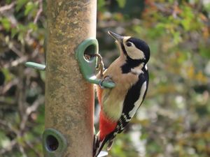 A great spotted woodpecker