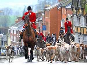 Supporting image for story: Vote on changes to fox hunting law welcomed by Shropshire hunt leaders