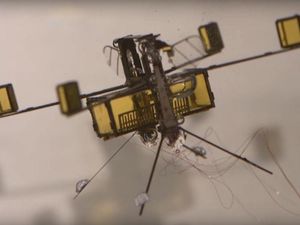 Supporting image for story: Scientists have created an insect-inspired robot that can fly and swim