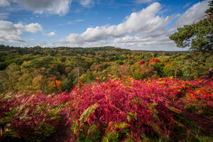 Lickey Hills Country Park in Birmingham