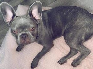 Supporting image for story: Mum's desperate plea for stolen pedigree dog Dior to be returned home 