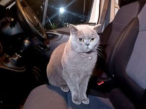 Supporting image for story: 'Purr-fectly' friendly encounter for Telford police in the park as they meet 'Percy' on patrol