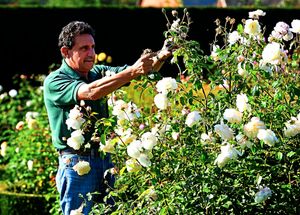 Head gardener Steve Longbottom at David Austin Roses