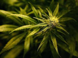 Supporting image for story: Telford cannabis gardener asks for speedy deportation as he's handed nine-month jail term