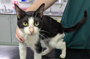 The cats were found to be hungry and underweight. Photo: RSPCA