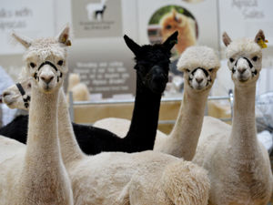 Supporting image for story: Alpacas set to be guest stars at Shrewsbury outdoor market