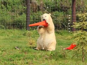 Supporting image for story: Polar bears who love traffic cones receive generous gift from council's highways team