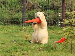 Supporting image for story: Polar bears who love traffic cones receive generous gift from council's highways team