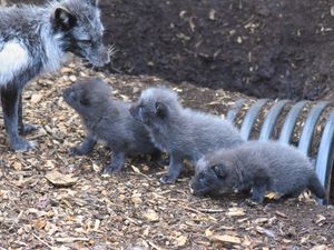 Supporting image for story: Arctic fox cubs born at Dudley Zoo just in time for half-term – and they are adorable 