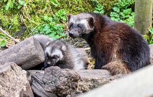 The wolverine kits were born at Dudley Zoo in February.