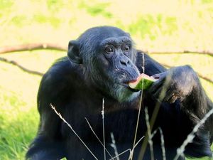 Supporting image for story: Dudley Zoo chimps celebrate birthday with special treat