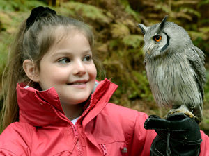 Supporting image for story: Halloween hoot: Owls part of spooky fun at Hawkstone Follies