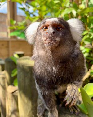 There are lots of animals to meet at the zoo.