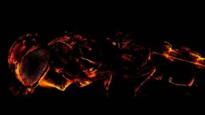 Supporting image for story