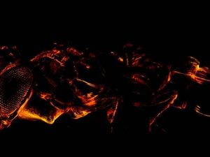 Supporting image for story: This ancient wasp has been named after David Bowie's alter ago Ziggy Stardust