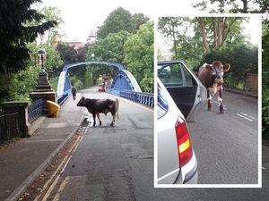 Supporting image for story: Moo-ve out of the way! Bullock stops rush hour traffic on Shrewsbury town centre bridge