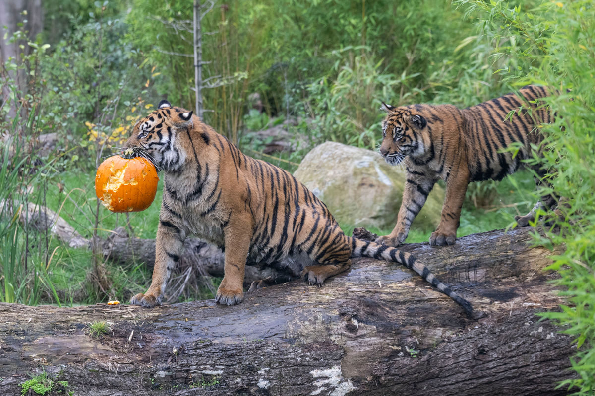 Paws off the pumpkins! Adorable lion and tiger cubs prepare for first Halloween at West Midlands Safari Park
