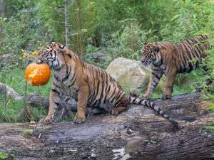Supporting image for story: Paws off the pumpkins! Adorable lion and tiger cubs prepare for first Halloween at West Midlands Safari Park