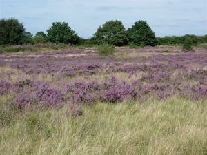 Supporting image for story: Environmental works outlined as part of Walsall bridge scheme
