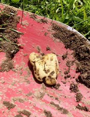 The gold nugget that was discovered by Richard Brock in the Shropshire Hills. Photo: SWNS