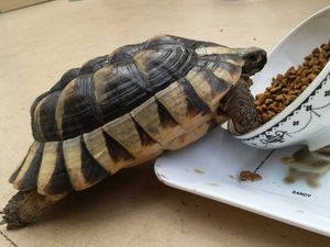 Supporting image for story: Kevin the Bridgnorth tortoise does a runner again