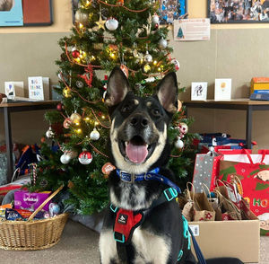 One-year-old Lulu is spending Christmas at RSPCA Gonsal Farm this year