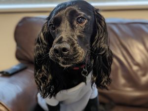 Supporting image for story: Susan the Spaniel back home in Telford after surgery to remove six-inch stick 