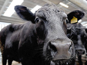 Supporting image for story: Shropshire wildlife and badger groups call for urgent action on bovine TB  