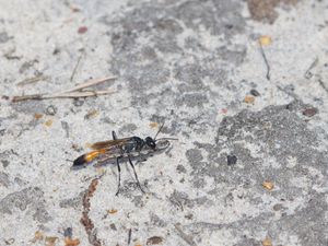A female wasp carrying a prey caterpillar (Professor Jeremy Field/University of Exeter/PA)