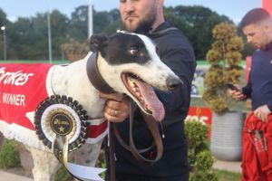 Jacktavern Chief looks to take spoils in the Gold Cup