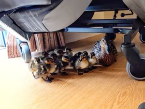 Supporting image for story: Care home resident delighted by unexpected visitors during lockdown - with pictures