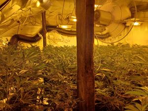 Thousands of plants were seized by officers. Photo: West Midlands Police