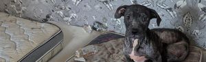 Jack and Poppy were found hours by death on a filthy mattress by the RSPCA