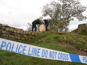 Supporting image for story: Sycamore Gap was totemic, trial of two men accused of chopping down tree is told