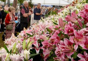 Lillies on display