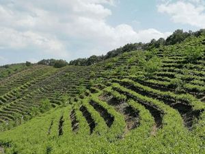 Supporting image for story: Met Office works with Chinese farmers to protect tea harvest from climate change
