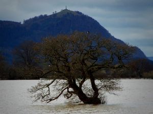 A lone tree at Edgerlely