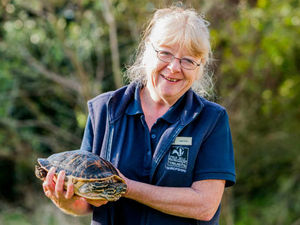Supporting image for story: Shropshire terrapin Jeremy seeks new home