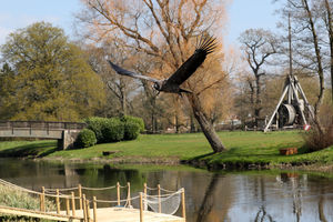 The Andean Condor flies over the over river