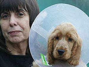 Supporting image for story: Pup has op on her good limb